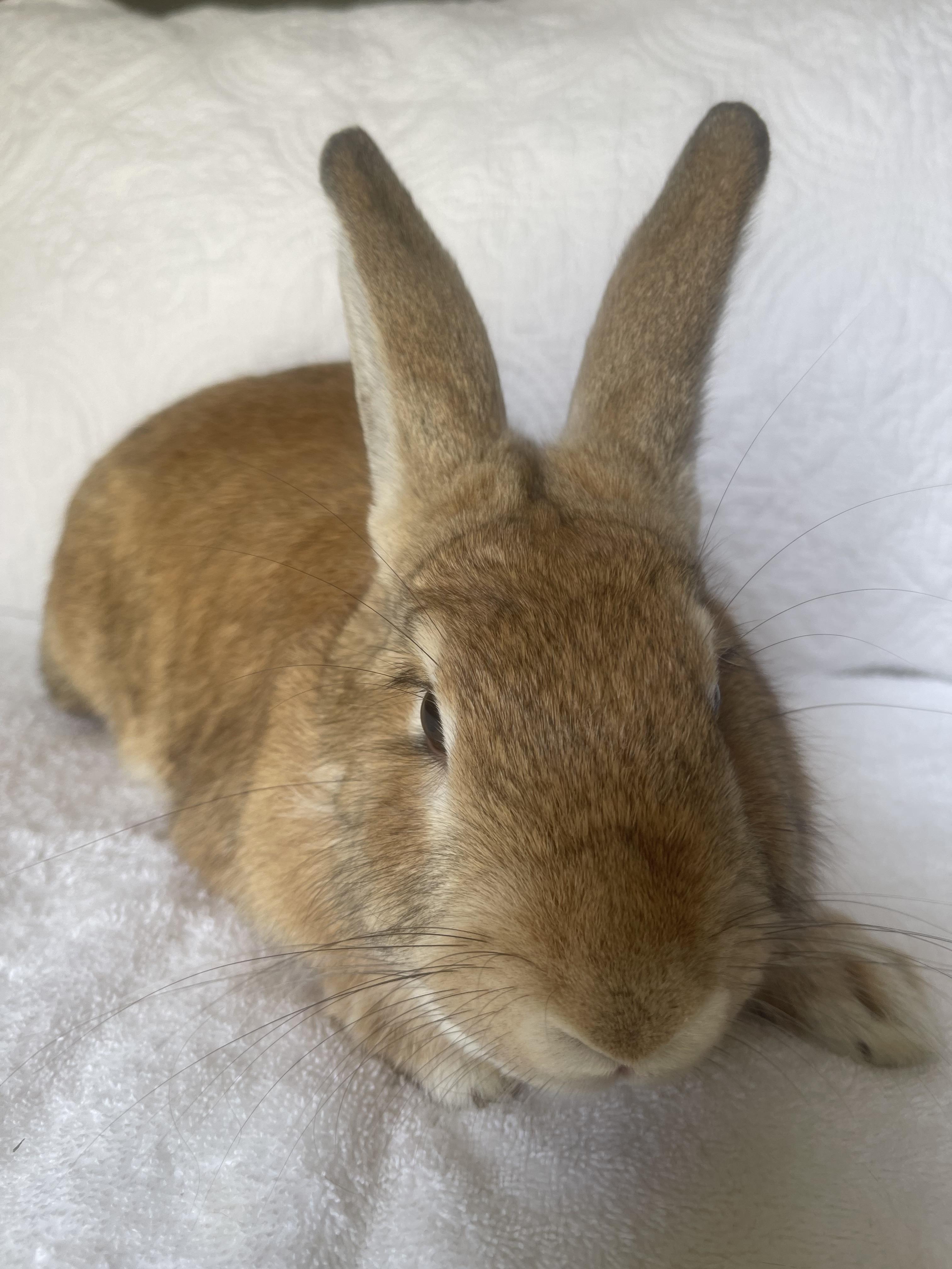 Bailey, ADOPTABLE, Adult Female Bunny Rabbit.