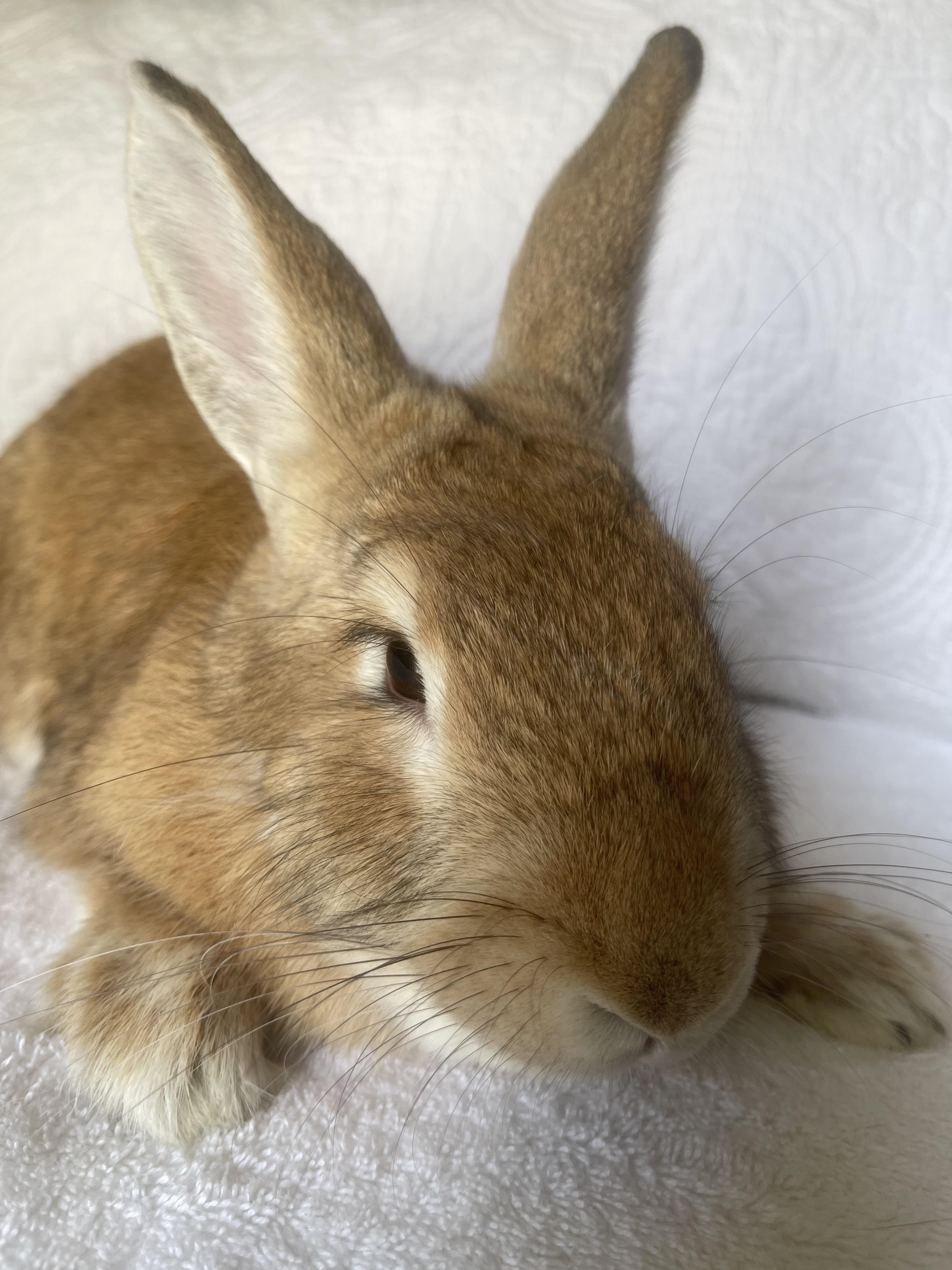 Enlarge Bailey, a ADOPTABLE Bunny Rabbit in Birmingham, AL image 4/5