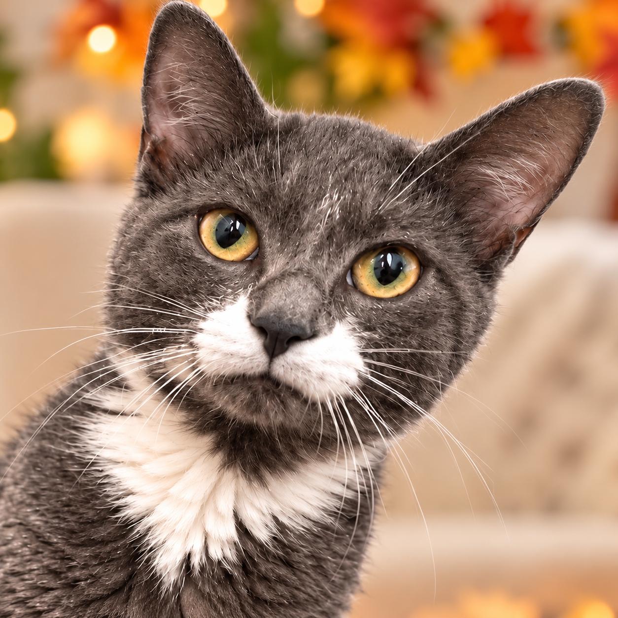 Enlarge Ivy (FCID# 09/08/2026-156), a Adoptable Tuxedo in Greenville, DE image 2/2