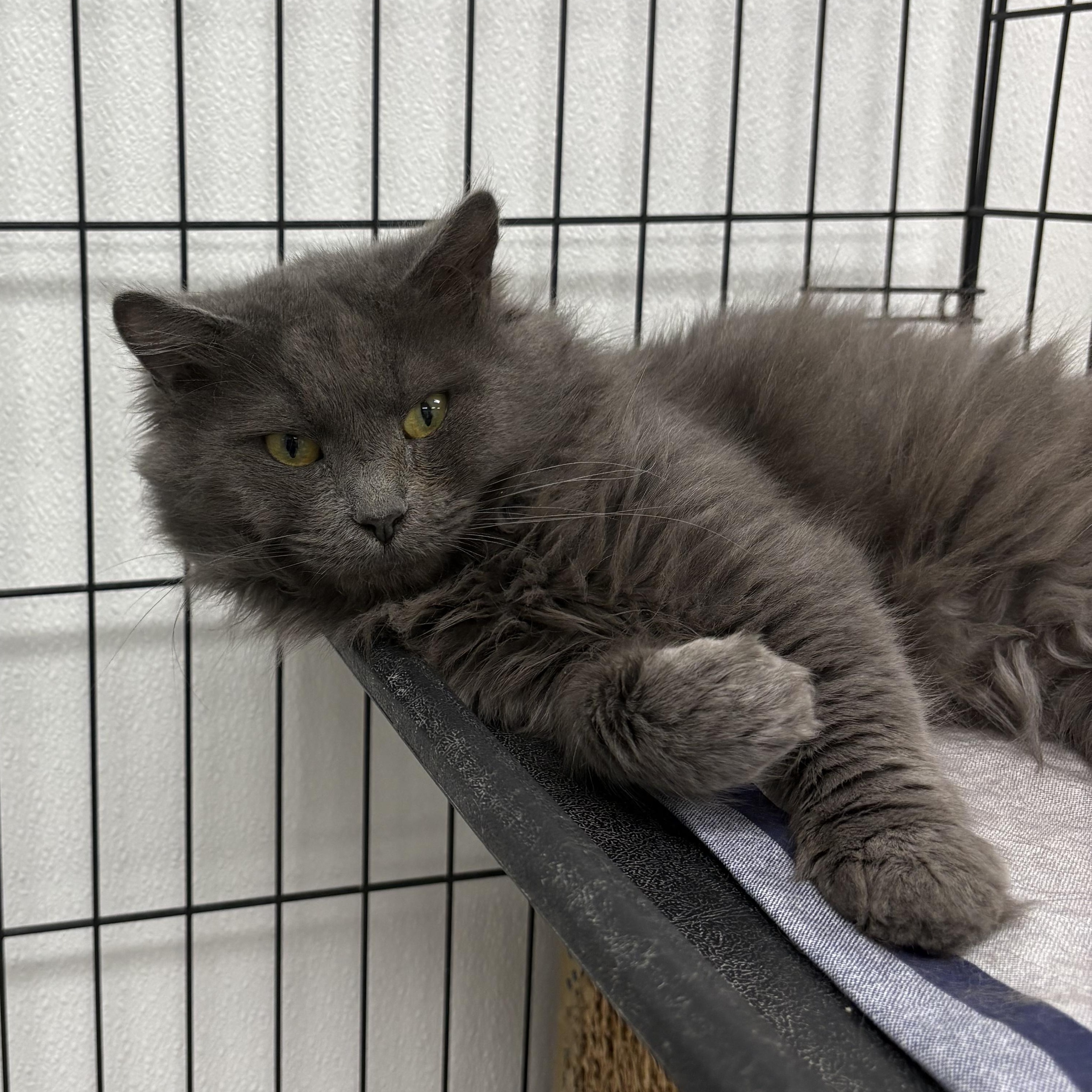 Baby Fluff, adopted, Young Male Domestic Medium Hair.