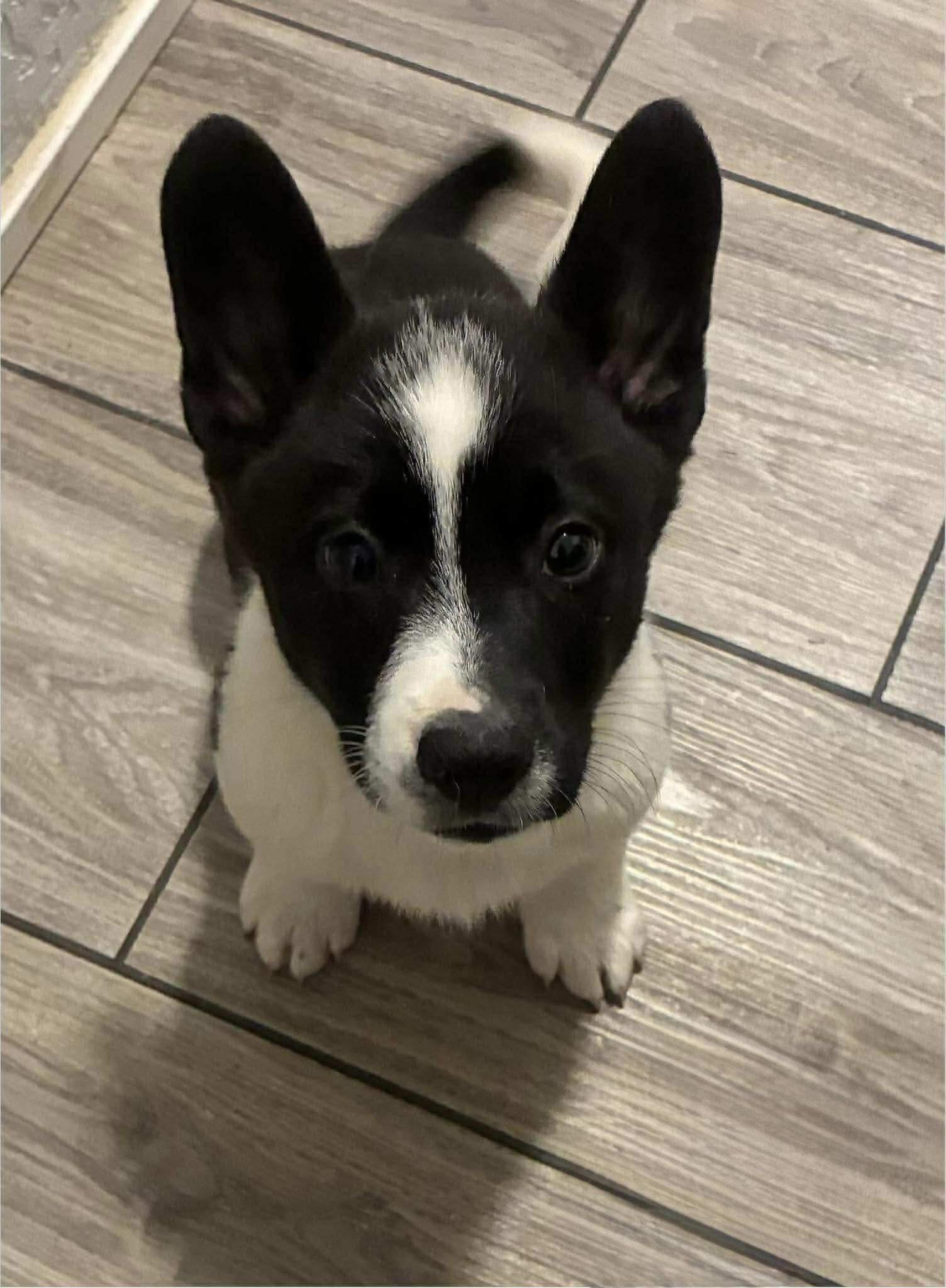 Formaggio, Adoptable, Puppy Male Australian Cattle Dog / Blue Heeler & Pembroke Welsh Corgi.