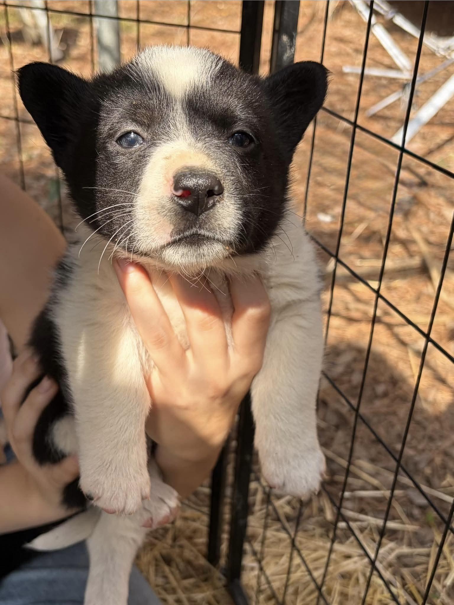 Enlarge Formaggio, a Adoptable mixed breed in New Baltimore, MI image 2/2
