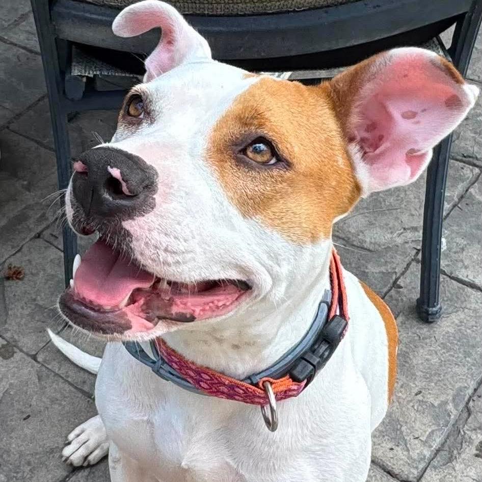 Sybil, Adoptable, Adult Female Mixed Breed.