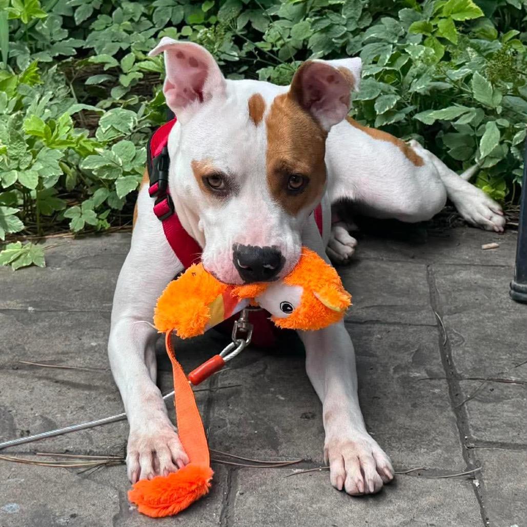 Enlarge Sybil, a Adoptable Mixed Breed in Plainfield, IL image 2/6