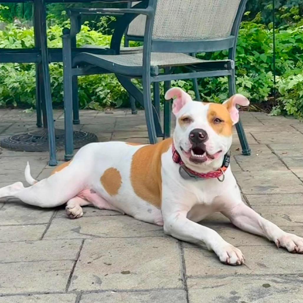 Enlarge Sybil, a Adoptable Mixed Breed in Plainfield, IL image 3/6