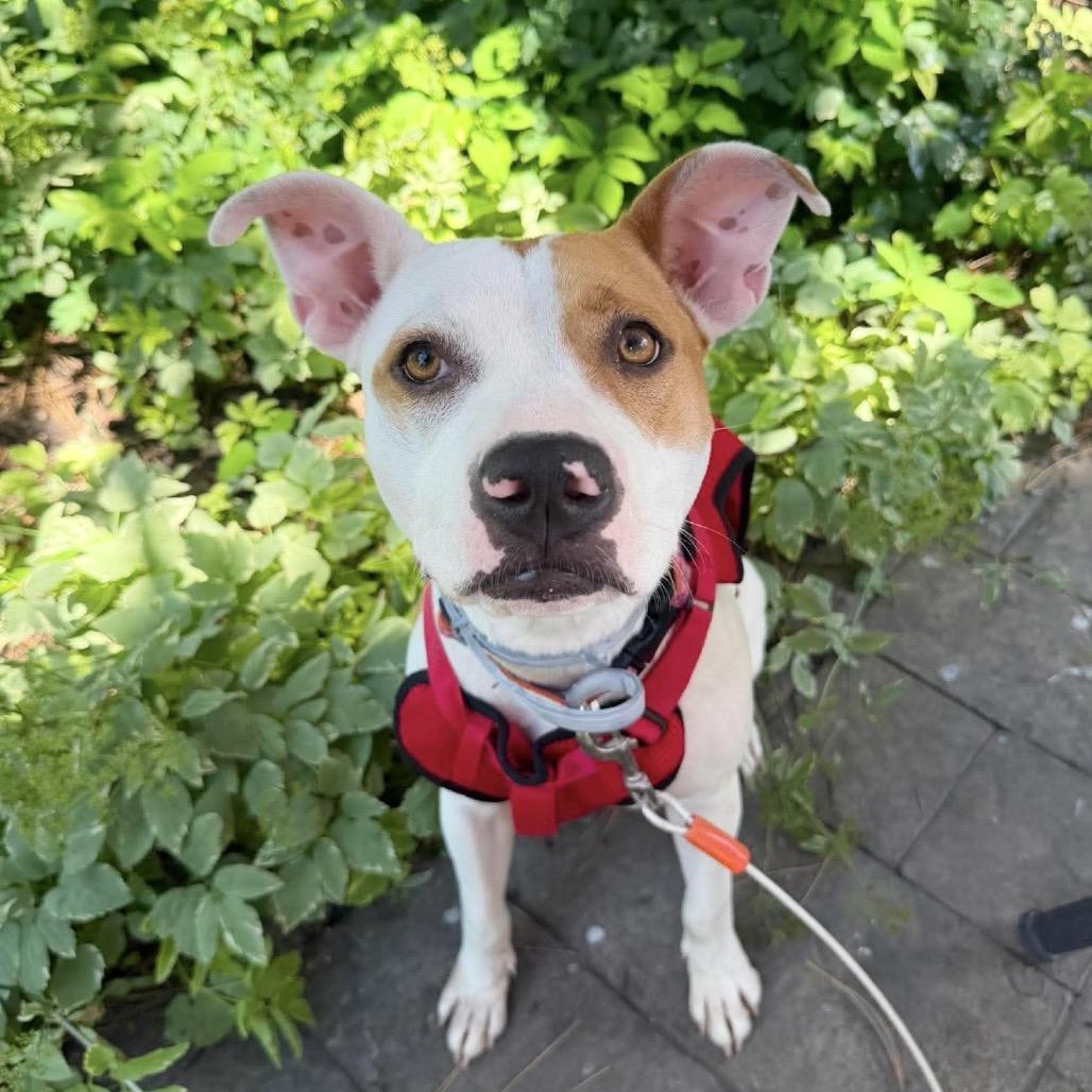 Enlarge Sybil, a Adoptable Mixed Breed in Plainfield, IL image 4/6