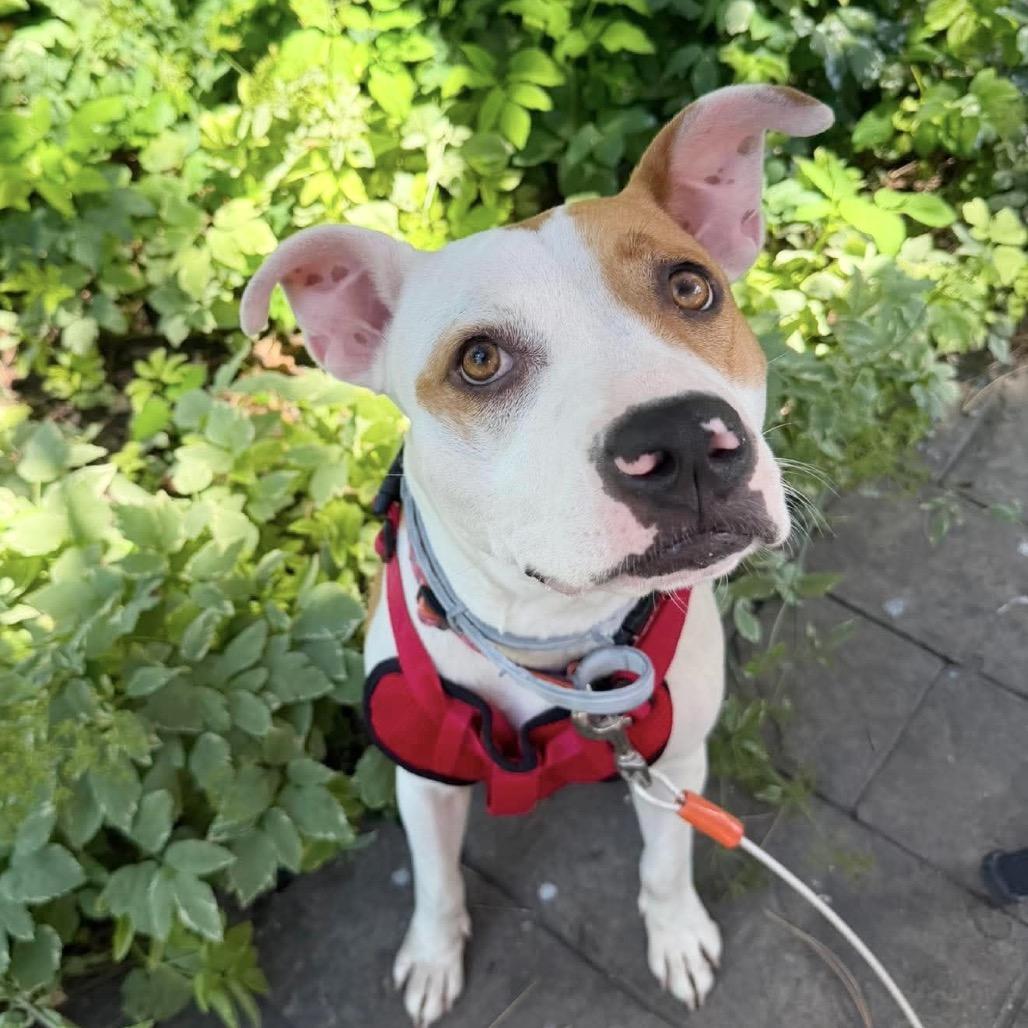 Enlarge Sybil, a Adoptable Mixed Breed in Plainfield, IL image 5/6