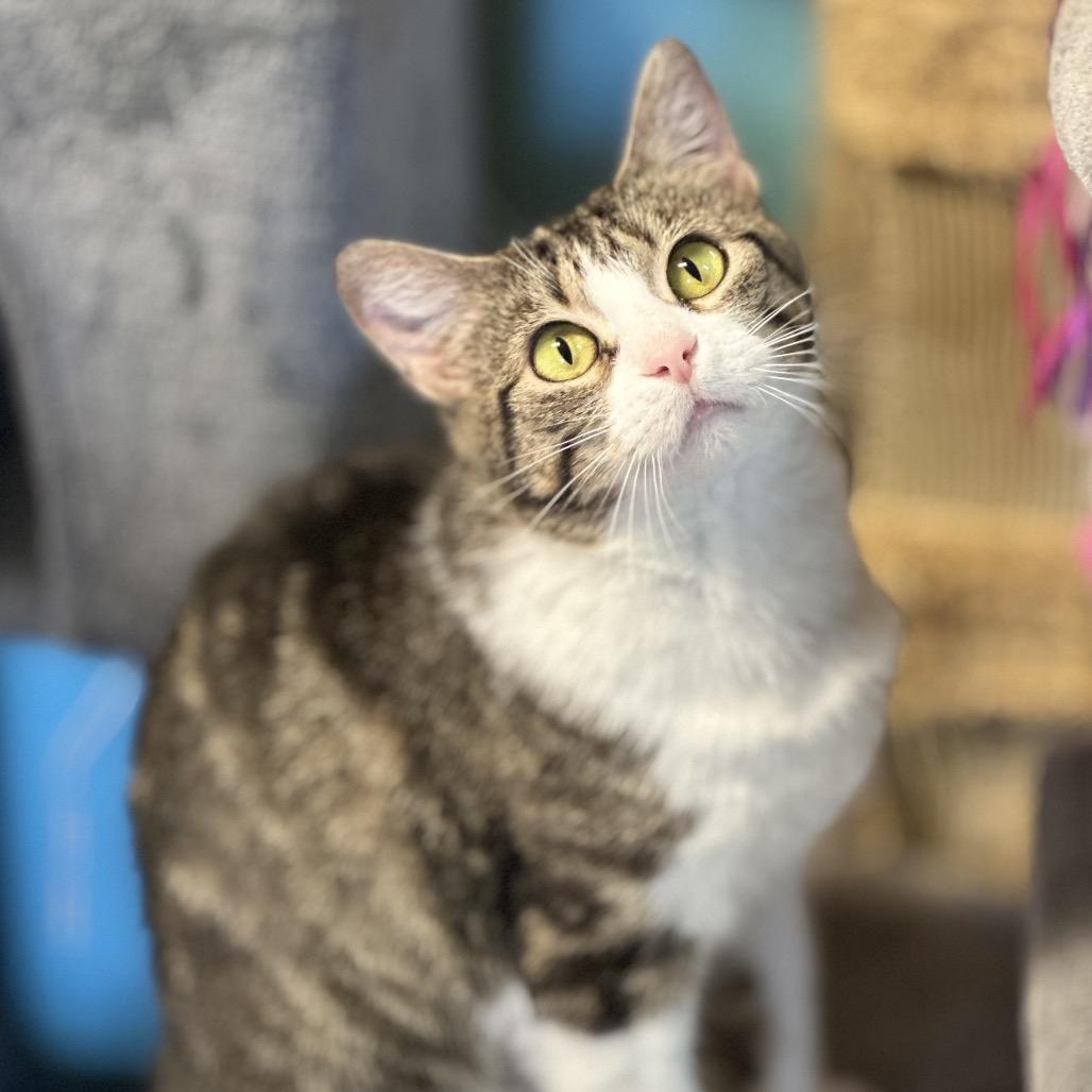 Enlarge Lola, a Adoptable Domestic Short Hair in Troy, IL image 1/3