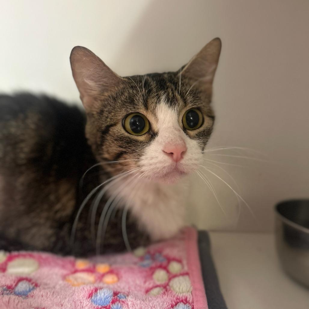 Lola, Adoptable, Adult Female Domestic Short Hair.