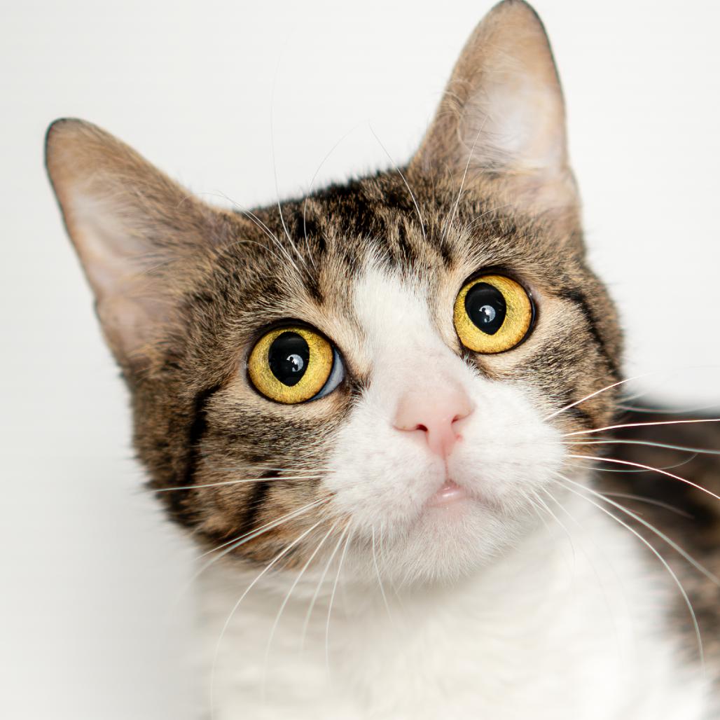 Enlarge Lola, a Adoptable Domestic Short Hair in Troy, IL image 2/2