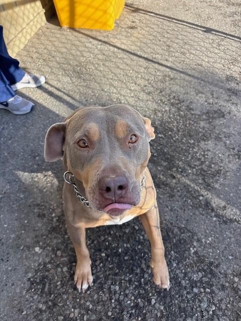 Mama, a Adoptable American Bully in Caledon, ON image 1/4
