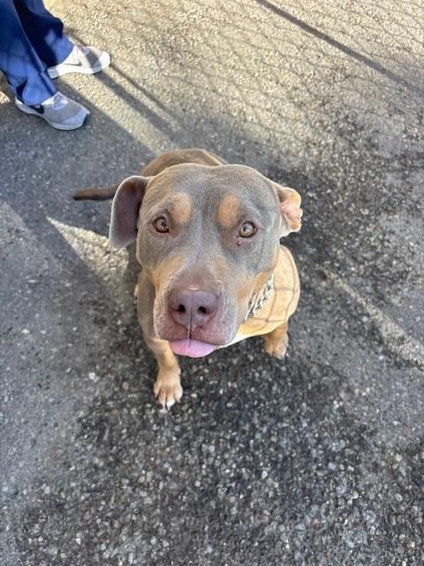 Mama, a Adoptable American Bully in Caledon, ON image 2/4