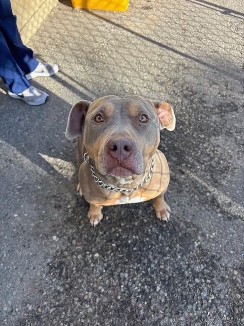 Mama, a Adoptable American Bully in Caledon, ON image 4/4