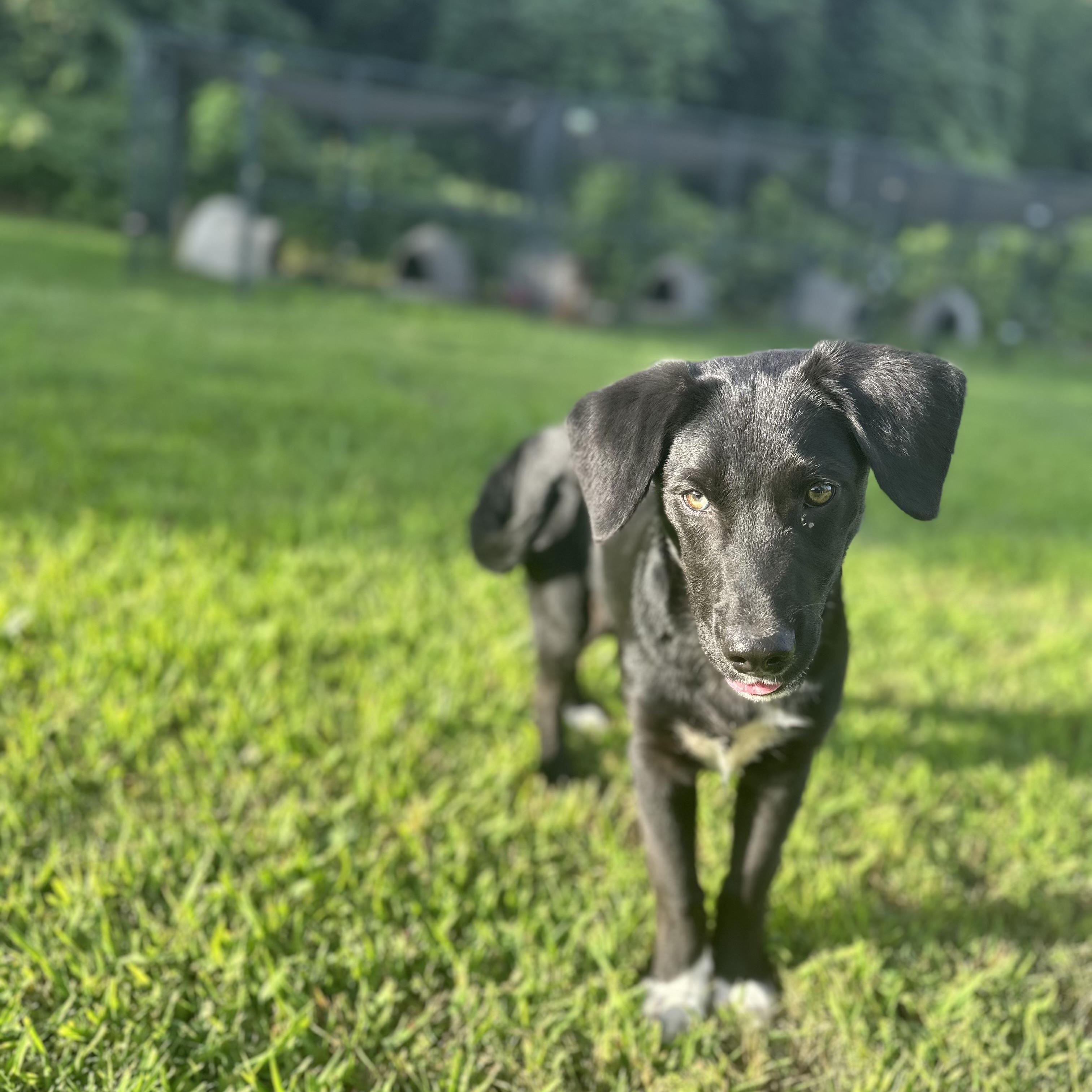 Steve, an adopted Black Labrador Retriever in Grove City, OH image 4/6