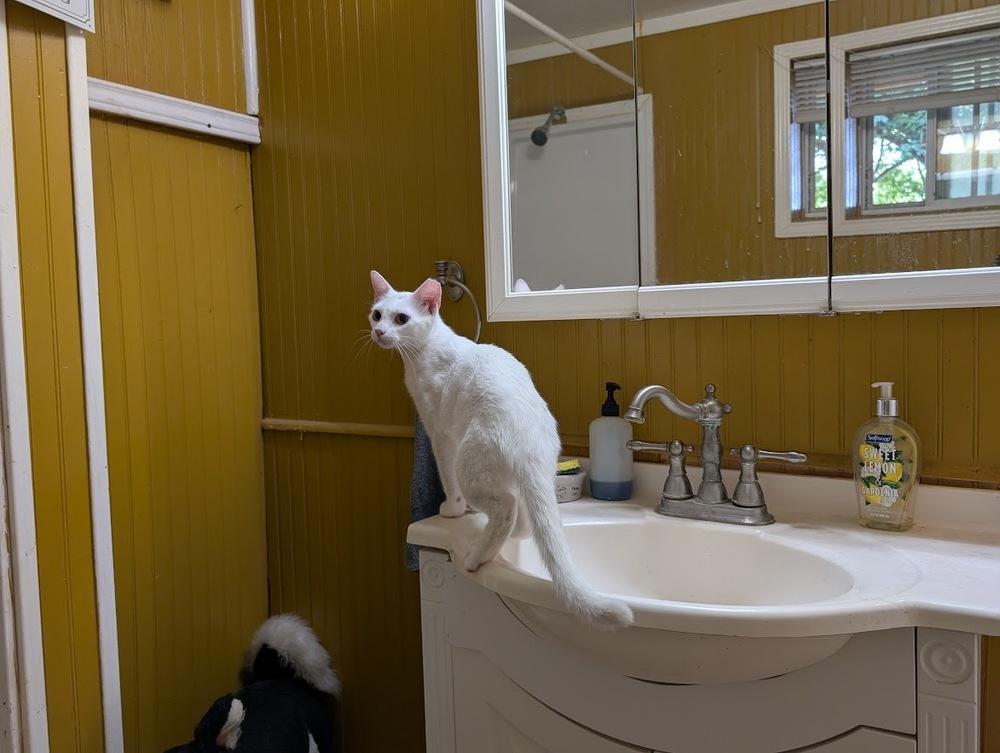 Enlarge Sweet-Pea, a Adoptable Domestic Short Hair in Mission, TX image 1/4