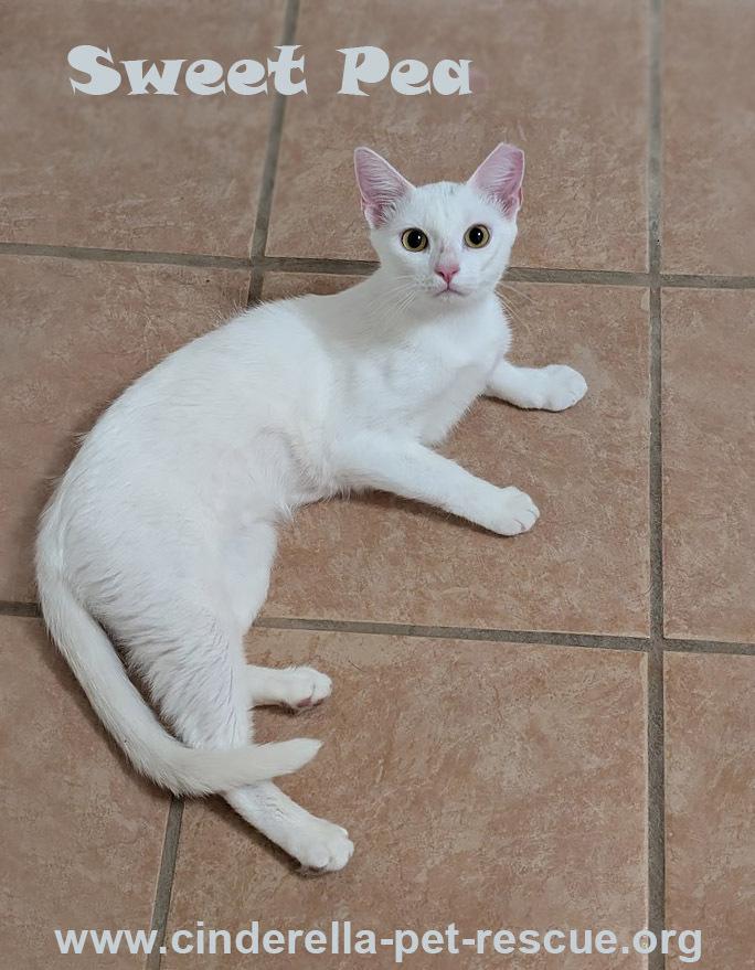 Enlarge Sweet-Pea, a Adoptable Domestic Short Hair in Mission, TX image 2/4
