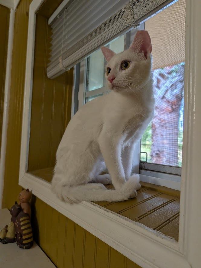 Enlarge Sweet-Pea, a Adoptable Domestic Short Hair in Mission, TX image 3/4
