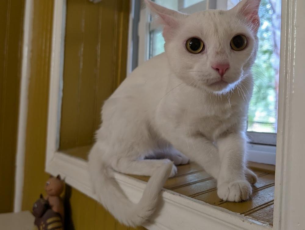 Enlarge Sweet-Pea, a Adoptable Domestic Short Hair in Mission, TX image 4/4