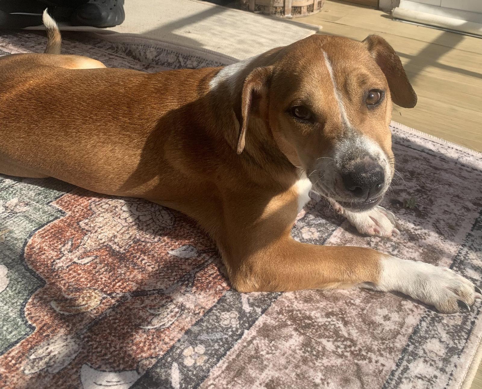 Enlarge Bocephus- NO MORE APPLICATIONS, a Adoptable mixed breed in Oakhurst, NJ image 1/3