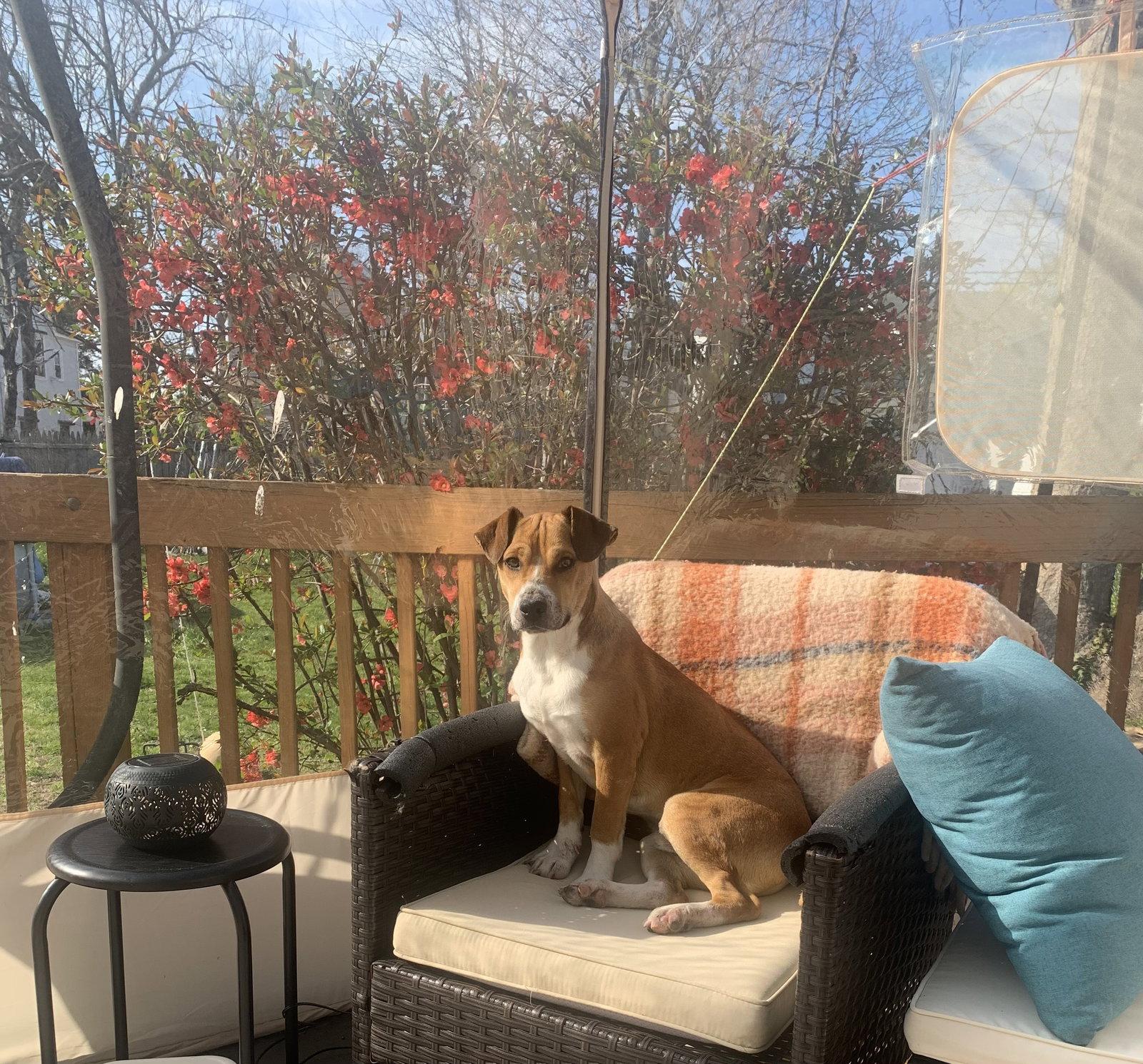 Enlarge Bocephus- NO MORE APPLICATIONS, a Adoptable mixed breed in Oakhurst, NJ image 2/3