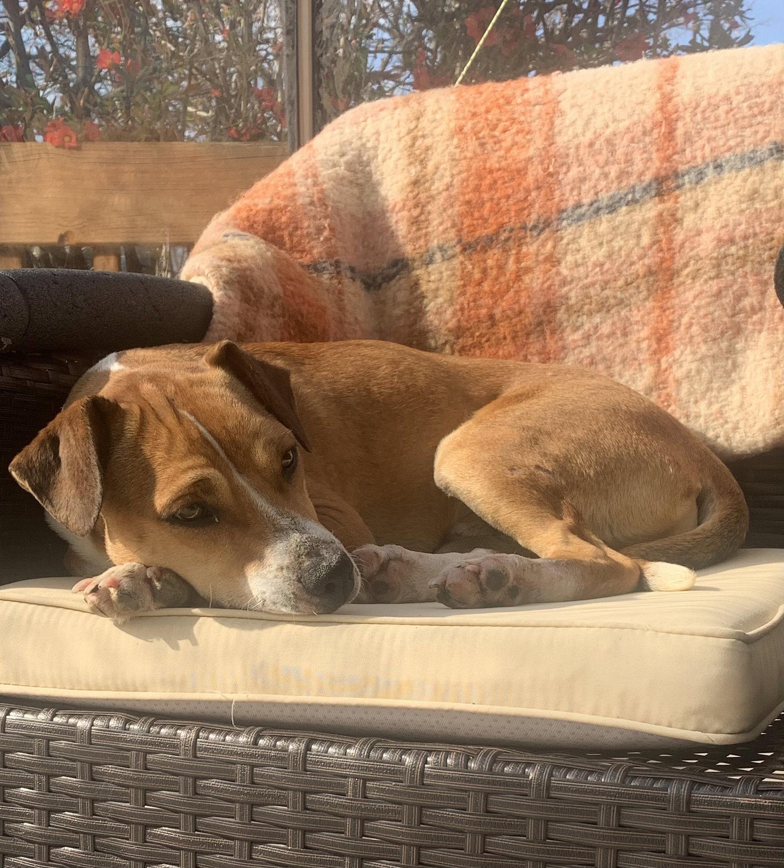 Enlarge Bocephus- NO MORE APPLICATIONS, a Adoptable mixed breed in Oakhurst, NJ image 3/3