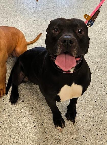 Timon, Adoptable, Adult Male American Staffordshire Terrier & Mixed Breed.