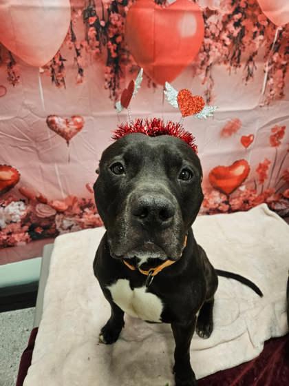 Enlarge Timon, a Adoptable mixed breed in Twinsburg, OH image 2/3