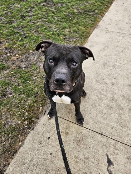 Enlarge Timon, a Adoptable mixed breed in Twinsburg, OH image 3/3