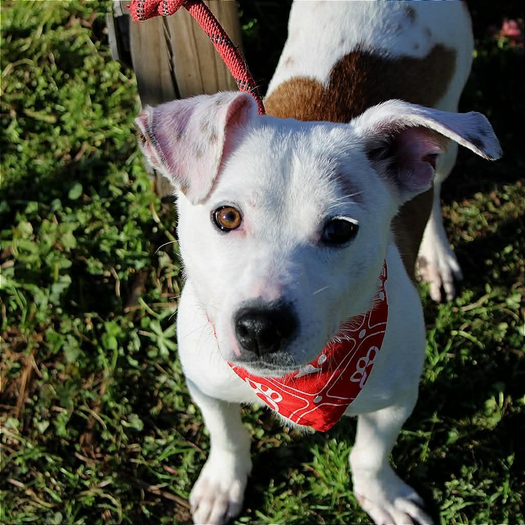 Enlarge Yogi in NH! Come Meet our Adoptable Dogs Wednesday-Saturday. More info in Bio!, a ADOPTABLE mixed breed in Manchester, NH image 3/4