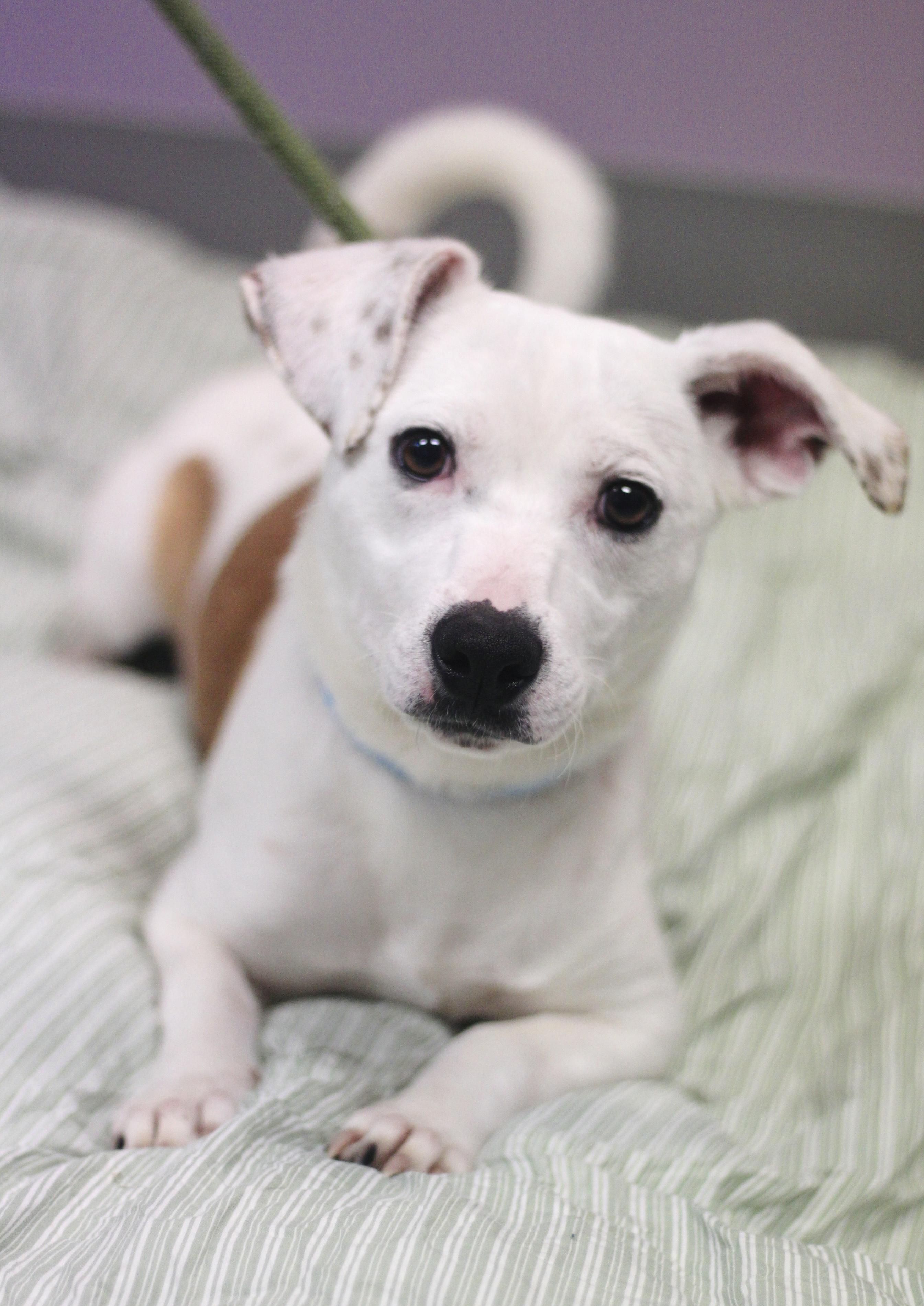 Yogi in NH! Come Meet our Adoptable Dogs Wednesday-Saturday. More info in Bio!, ADOPTABLE, Adult Male Jack Russell Terrier.