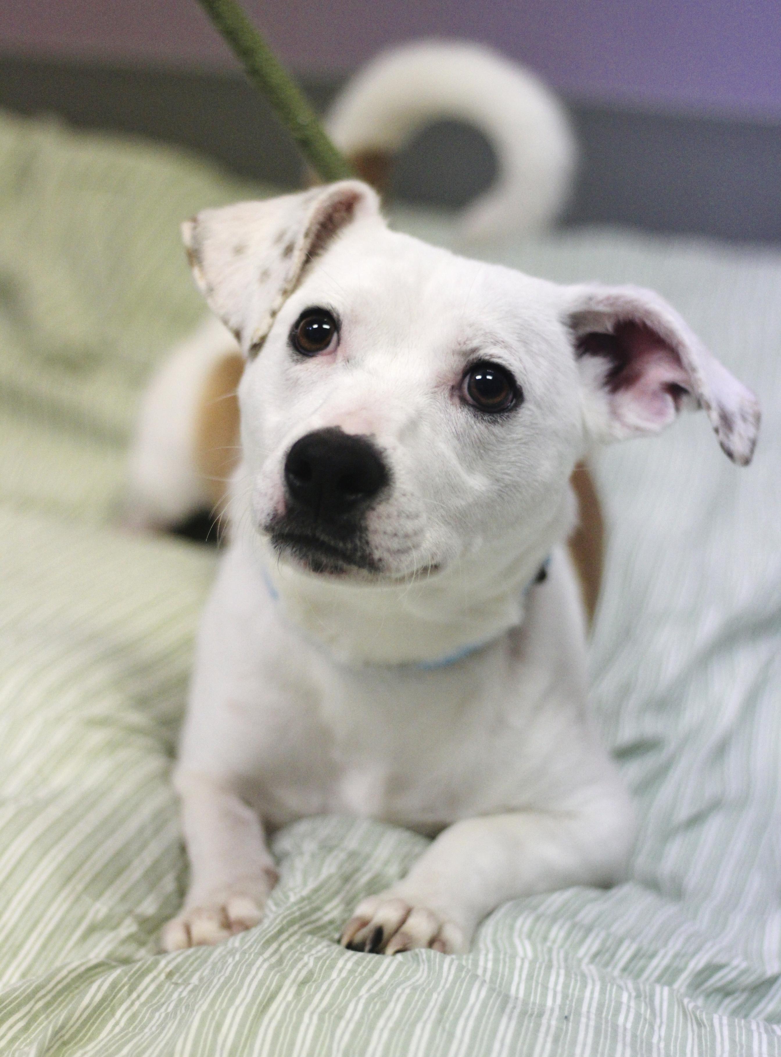 Enlarge Yogi in NH! Come Meet our Adoptable Dogs Wednesday-Saturday. More info in Bio!, a ADOPTABLE mixed breed in Manchester, NH image 4/4