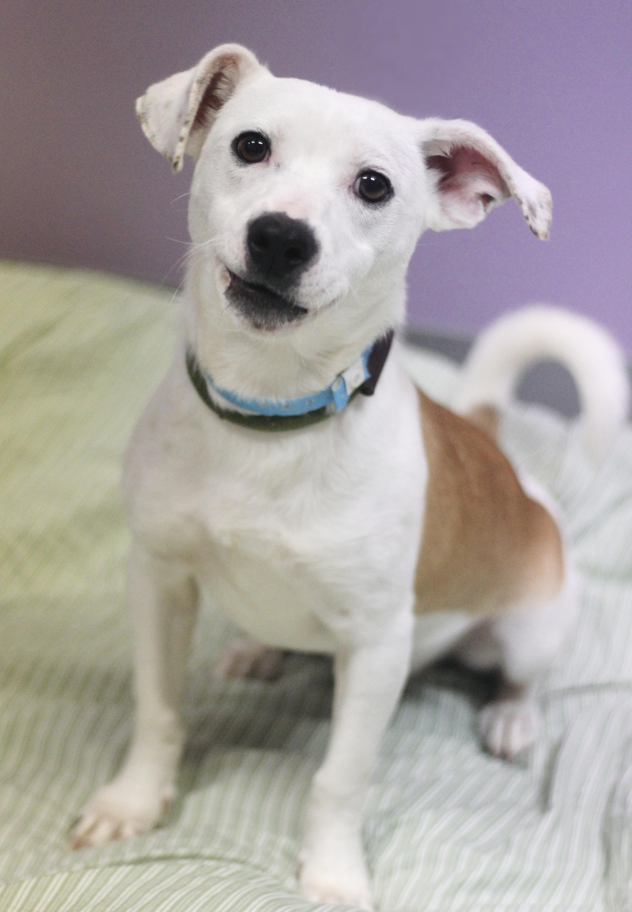 Enlarge Yogi in NH! Come Meet our Adoptable Dogs Wednesday-Saturday. More info in Bio!, a ADOPTABLE mixed breed in Manchester, NH image 2/4