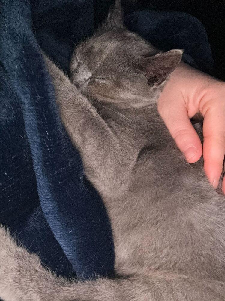 Enlarge Pidove, a Adoptable Domestic Short Hair in North Brunswick, NJ image 1/1