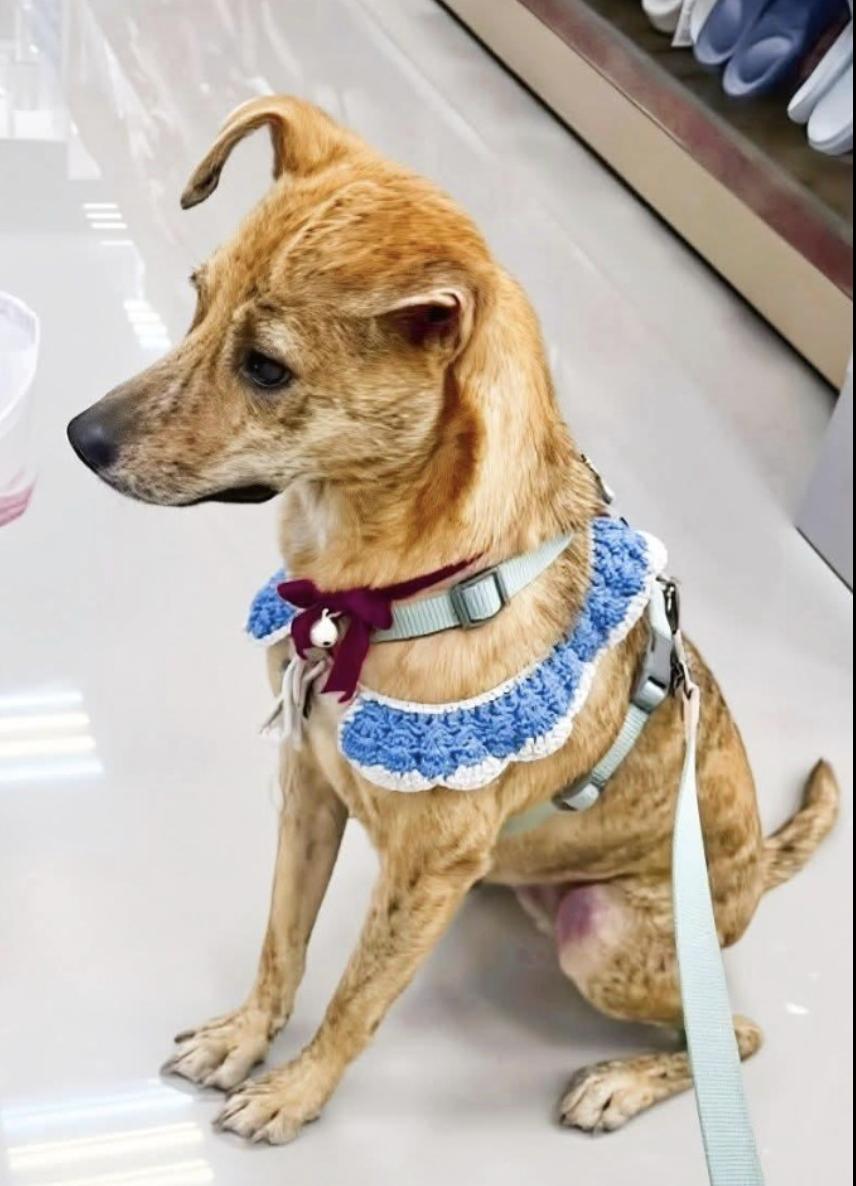 Enlarge Uma, an adoptable mixed breed in Menlo Park, CA image 1/5