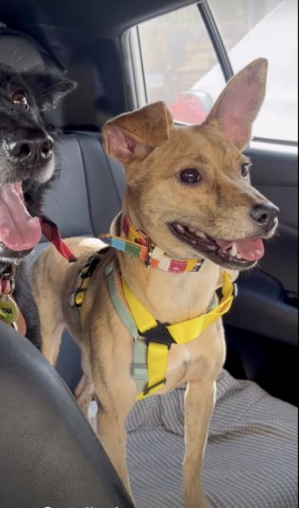 Enlarge Uma, an adoptable mixed breed in Menlo Park, CA image 3/5