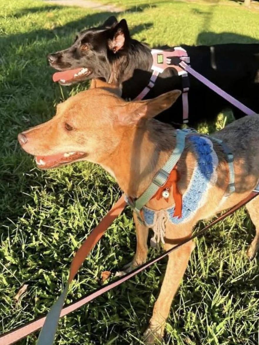 Enlarge Uma, an adoptable mixed breed in Menlo Park, CA image 4/5