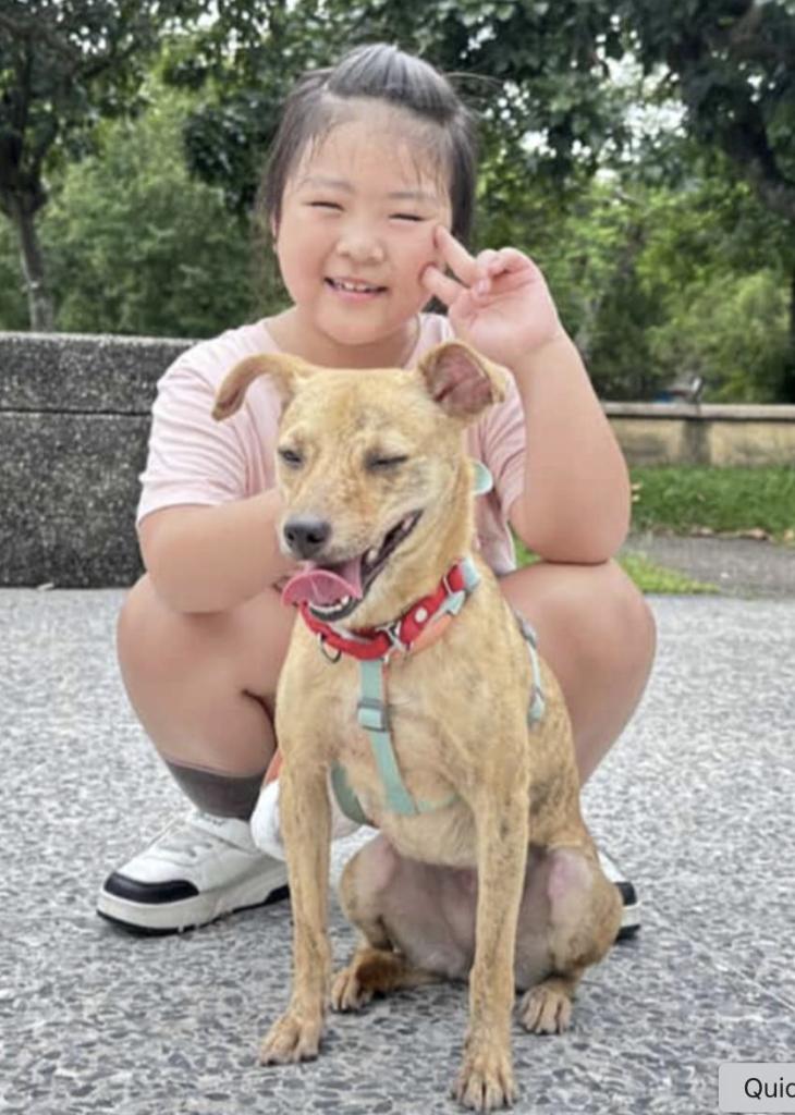 Enlarge Uma, an adoptable mixed breed in Menlo Park, CA image 5/5