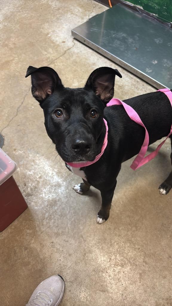 Baby Bree, Adoptable, Young Female Labrador Retriever.