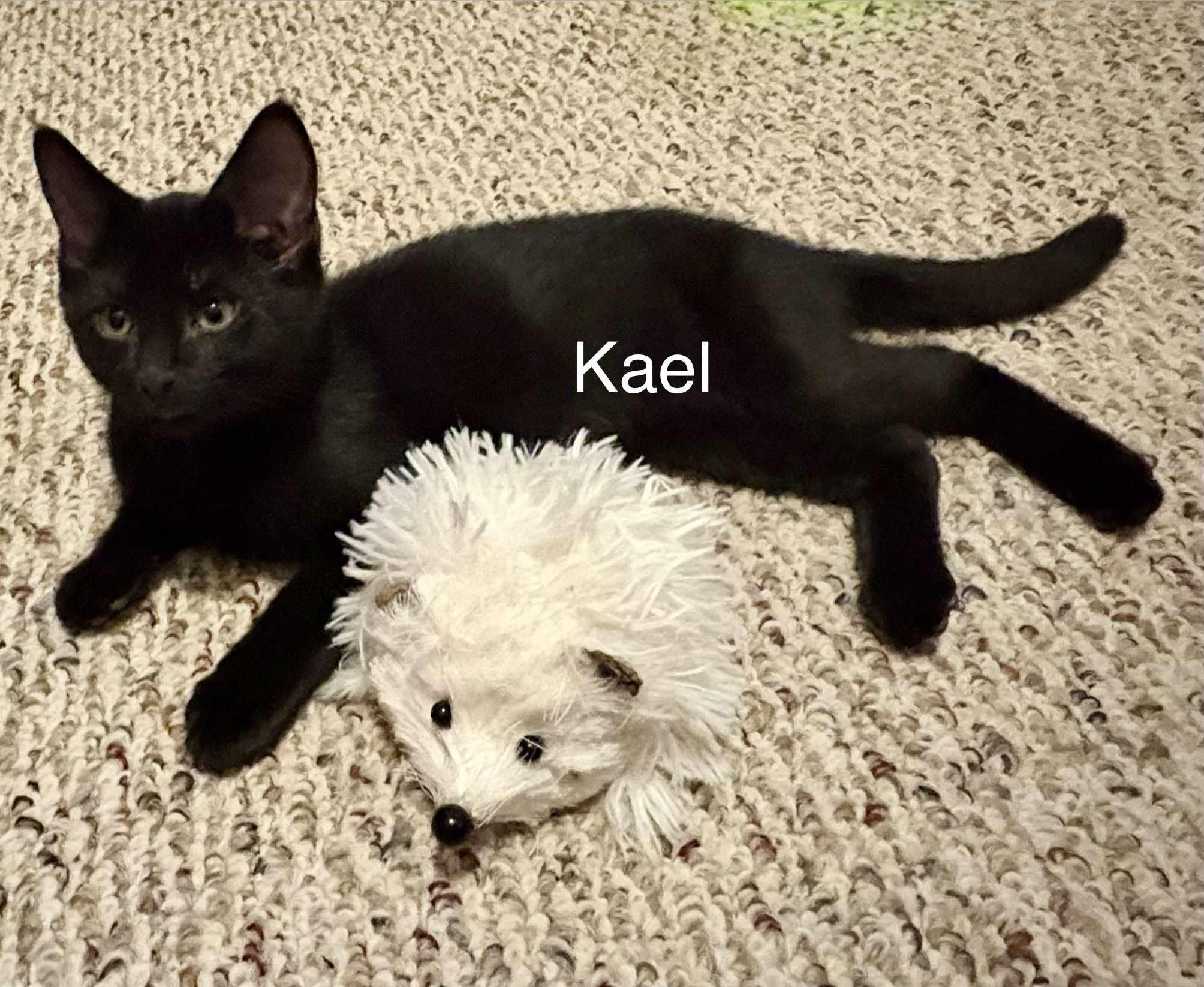 Enlarge Kael, a ADOPTABLE Domestic Short Hair in Claresholm, AB image 1/1