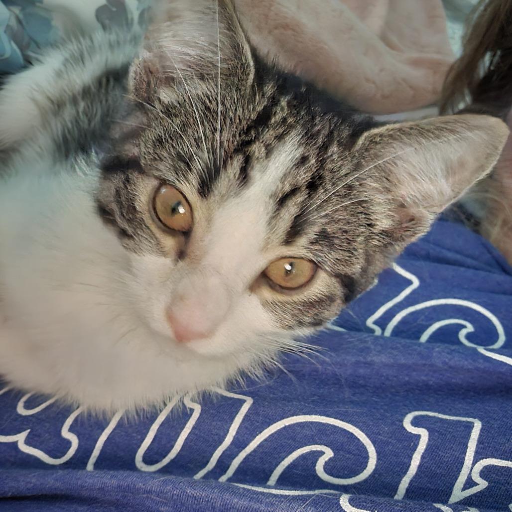 Carrie, Adoptable, Kitten Female Domestic Short Hair.