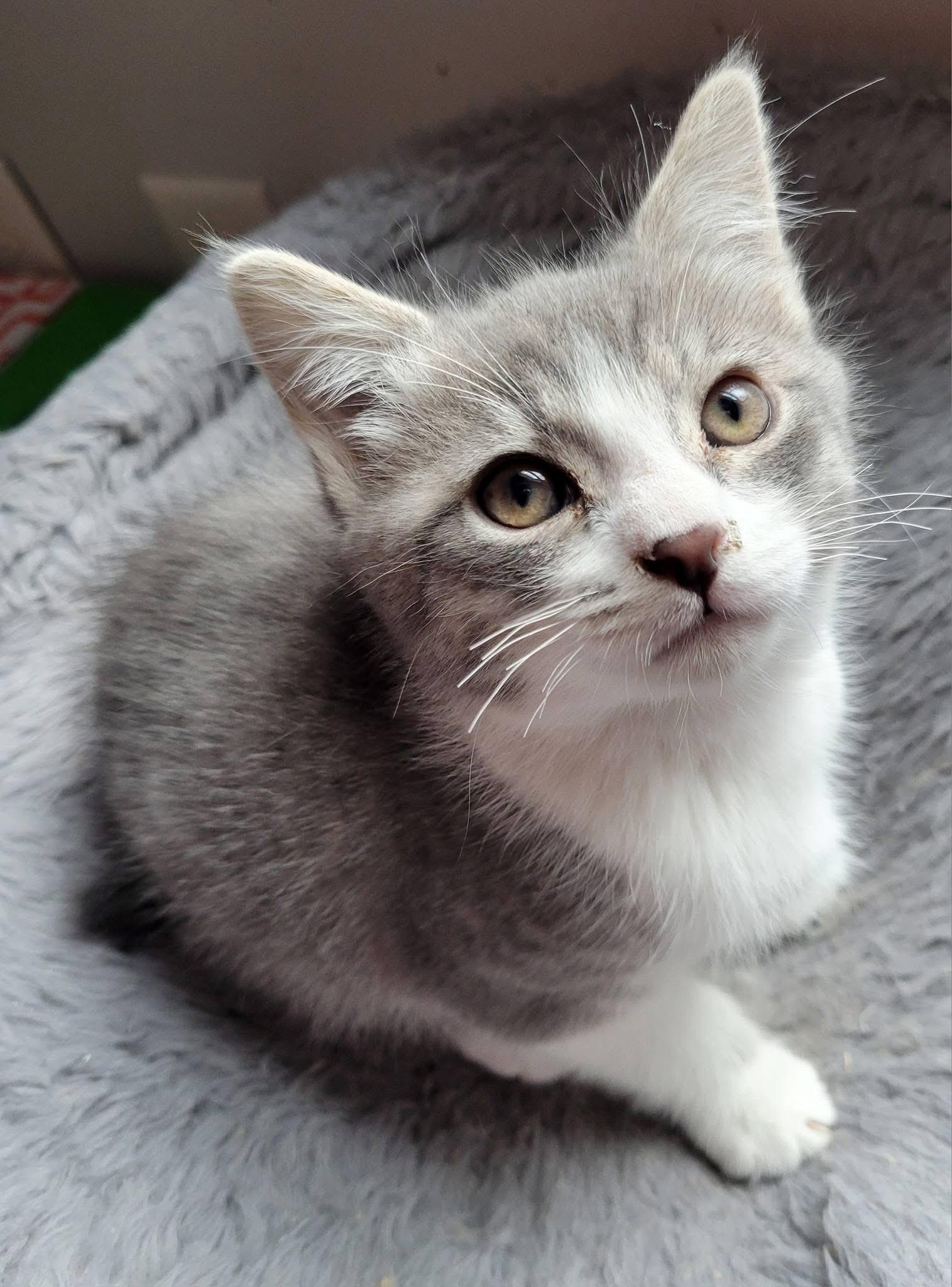 Enlarge Winston, a Adoptable Domestic Short Hair in Gerrardstown, WV image 3/6