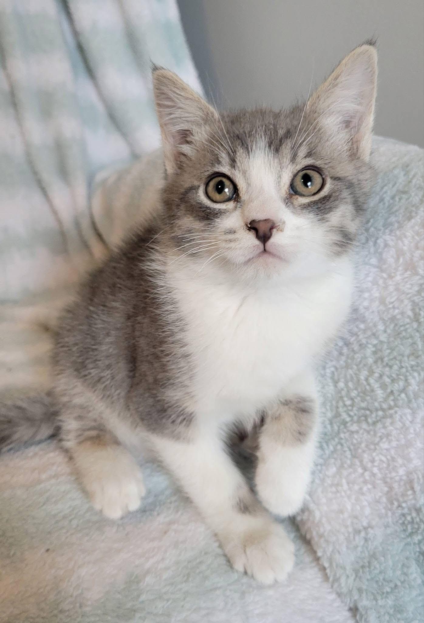 Enlarge Winston, a Adoptable Domestic Short Hair in Gerrardstown, WV image 4/6