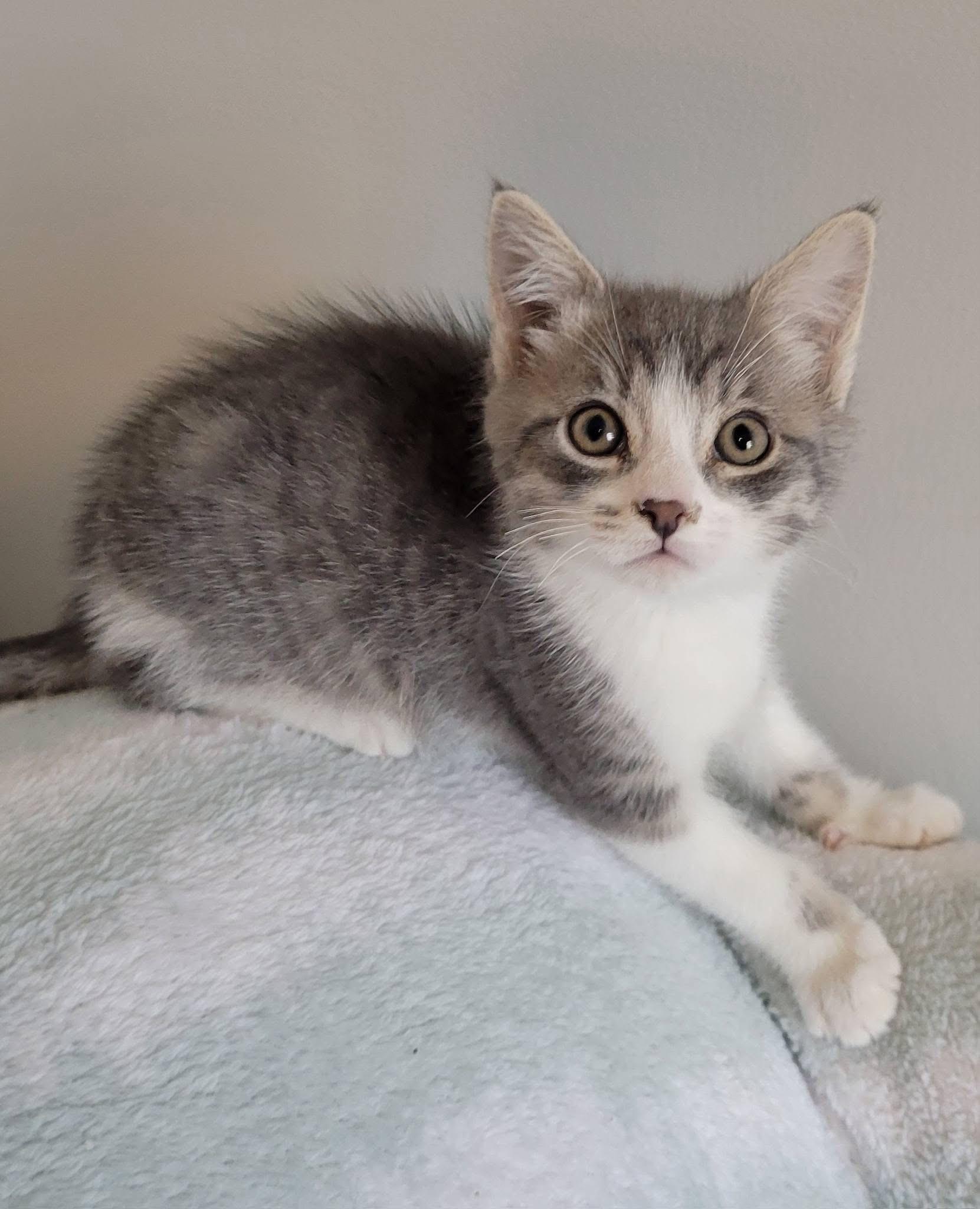 Enlarge Winston, a Adoptable Domestic Short Hair in Gerrardstown, WV image 2/6