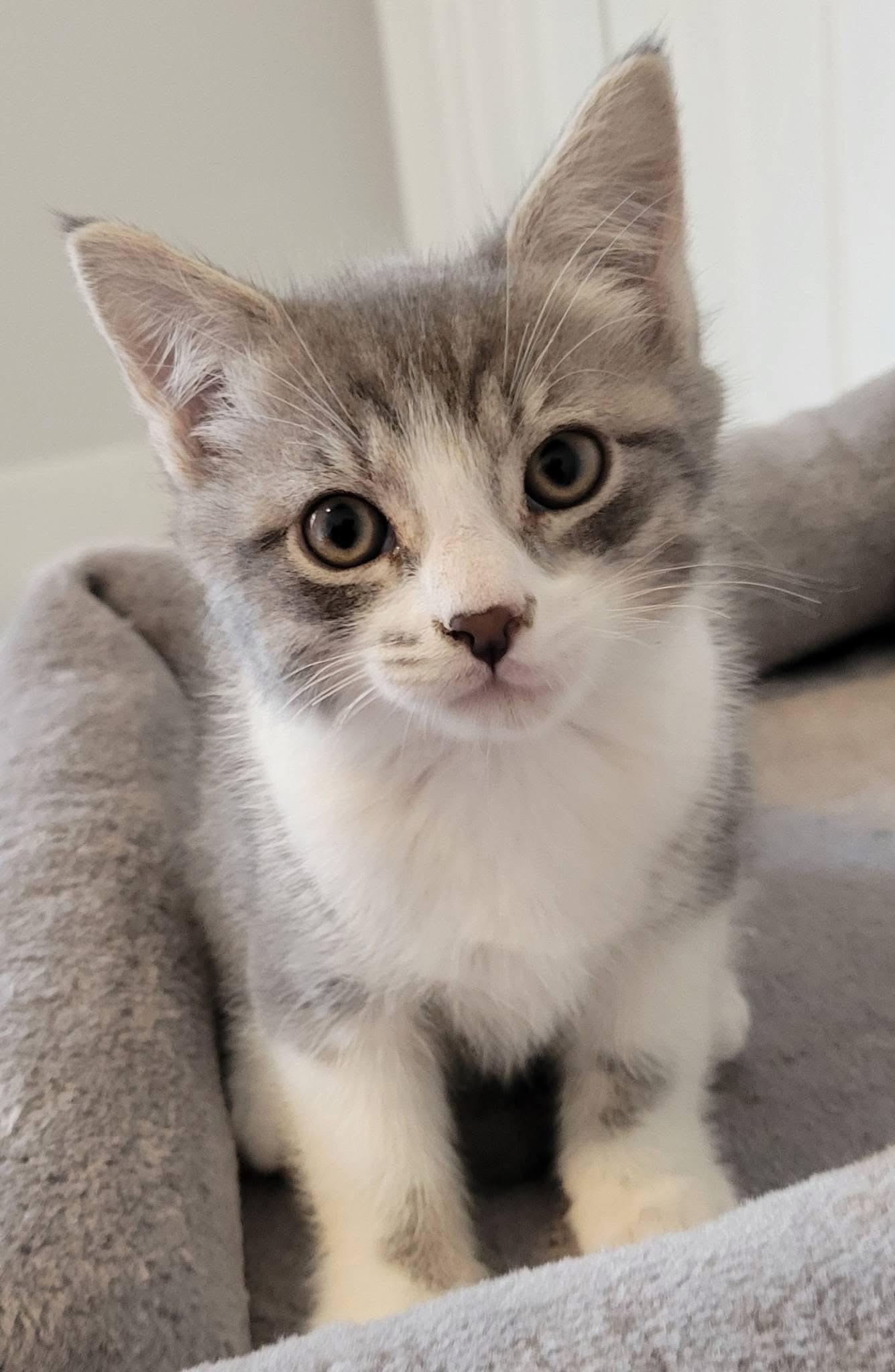 Enlarge Winston, a Adoptable Domestic Short Hair in Gerrardstown, WV image 1/6