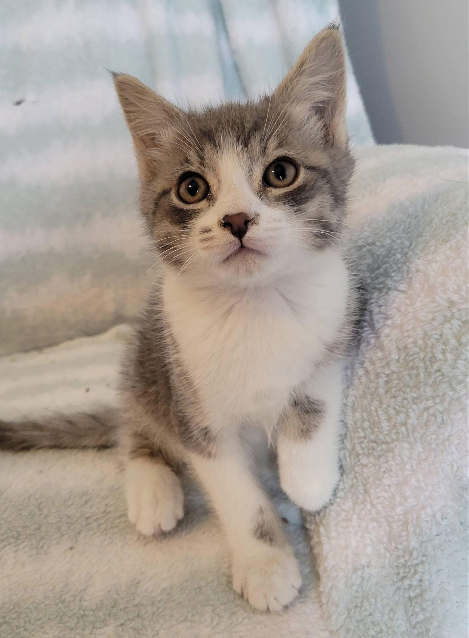 Enlarge Winston, a Adoptable Domestic Short Hair in Gerrardstown, WV image 5/6