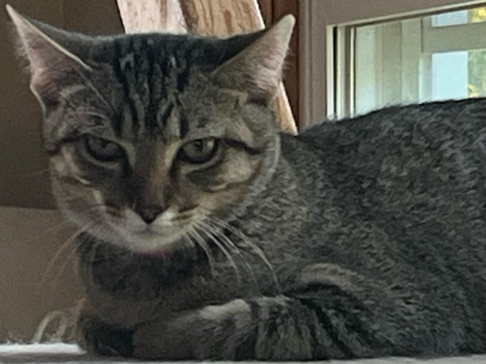 Zig Zag, a Adoptable Domestic Short Hair in Johnsburg, IL image 1/3