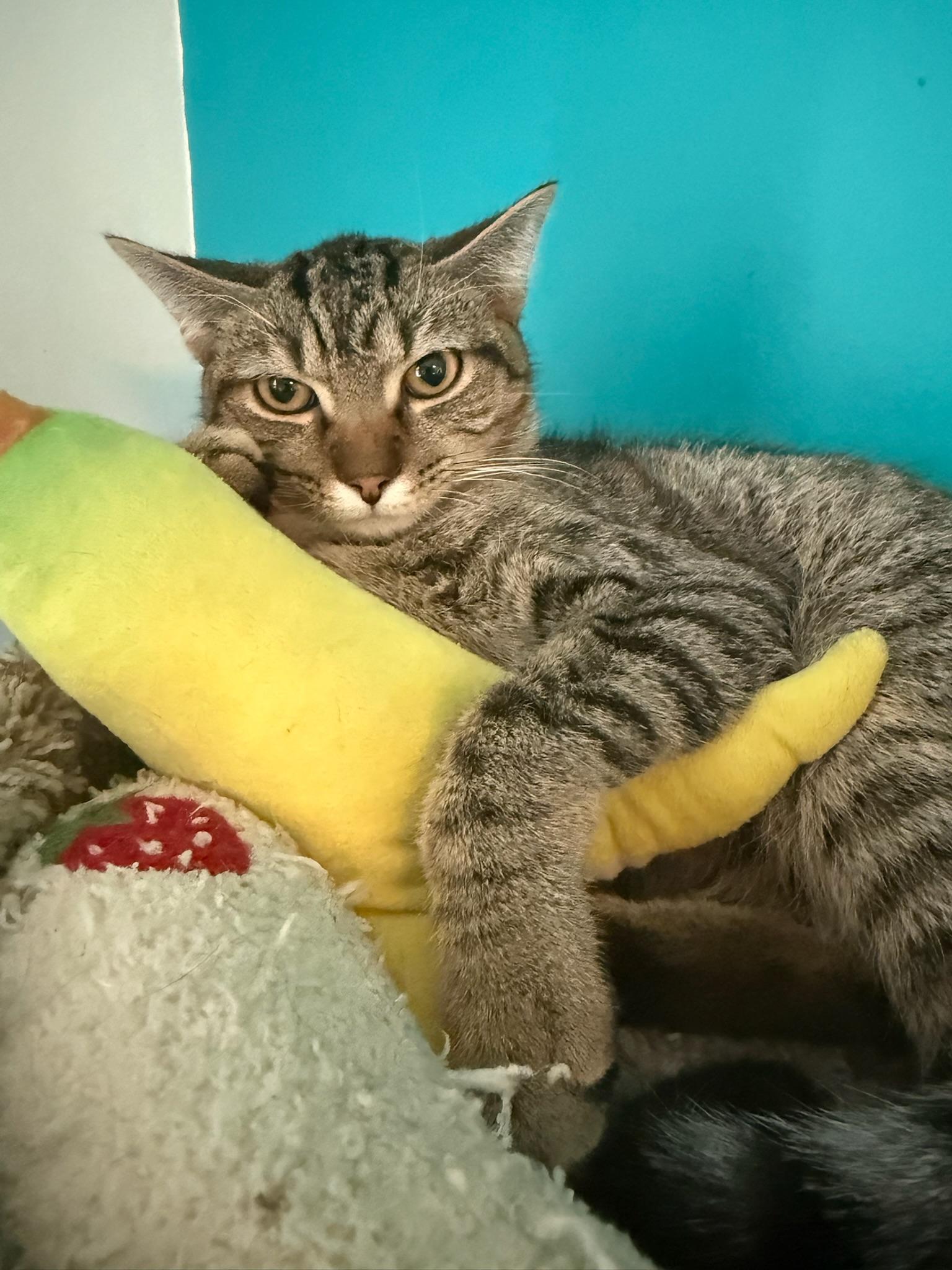 Enlarge Zig Zag, a Adoptable Domestic Short Hair in Johnsburg, IL image 2/5