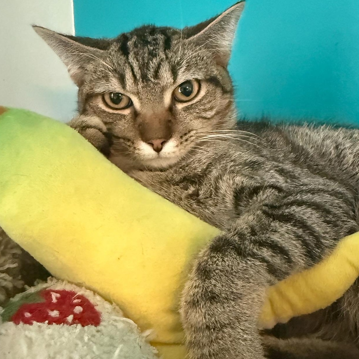 Zig Zag, a Adoptable Domestic Short Hair in Johnsburg, IL image 3/5