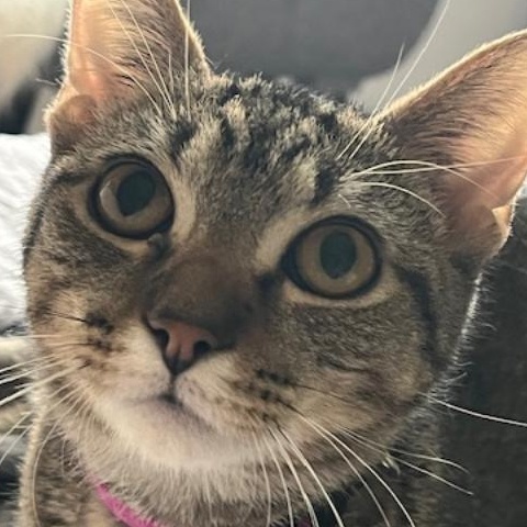 Zig Zag, a Adoptable Domestic Short Hair in Johnsburg, IL image 1/5