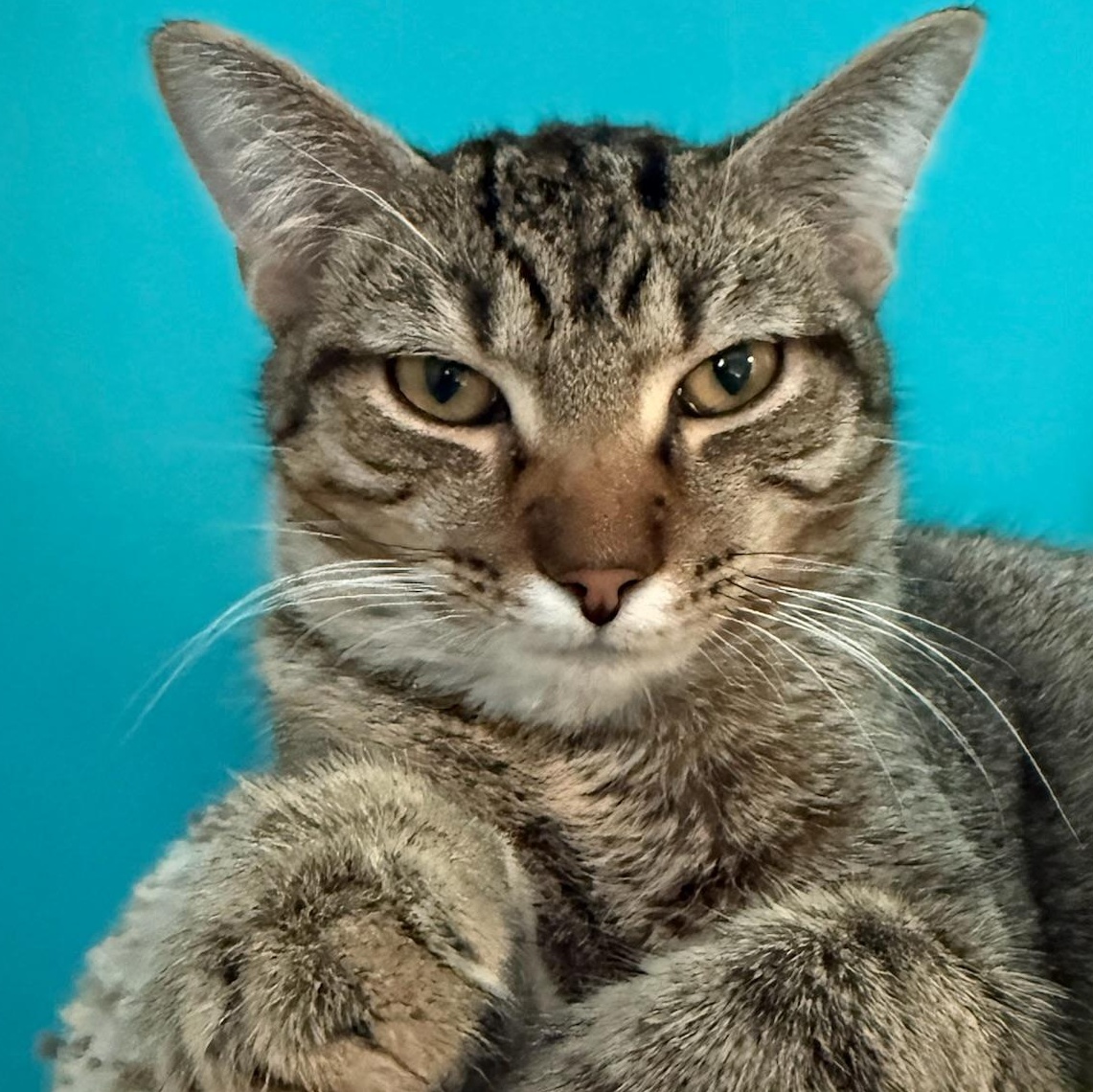 Zig Zag, Adoptable, Young Male Domestic Short Hair.